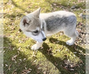 Wolf Hybrid Dog for Adoption in KINSTON, North Carolina USA