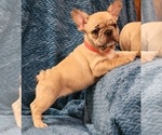 Small Photo #7 French Bulldog Puppy For Sale in WINDYVILLE, MO, USA