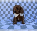 Small #6 Cavapoo (Miniature)