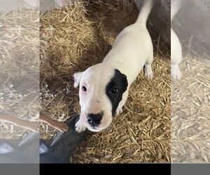 Gus - Male Staffordshire Bull Terrier-Unknown Mix Dog for Adoption - Photo #6
