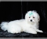 Small #6 Maltese