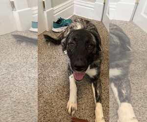 Anatolian Shepherd-German Shepherd Dog Mix Dogs for adoption in Princeton, MN, USA