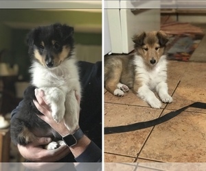 Collie Puppy for sale in SHELLY, MN, USA