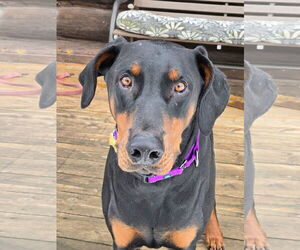 Doberman Pinscher Dogs for adoption in Minneaoplis, MN, USA