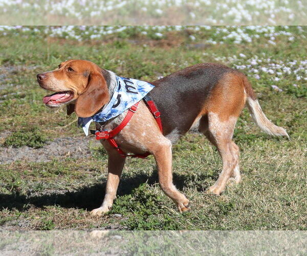 Medium Photo #2 Beagle Puppy For Sale in Tampa, FL, USA