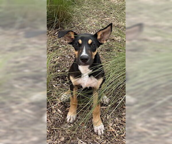 Medium Photo #1 German Shepherd Dog Puppy For Sale in Pearland, TX, USA