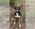 Small German Shepherd Dog