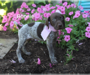 German Shorthaired Pointer Puppy for sale in RAGERSVILLE, OH, USA