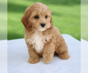 Cavapoo (Miniature) Puppy for sale in DUNDEE, OH, USA