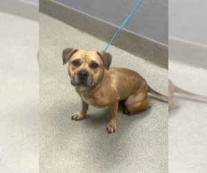 American Pit Bull Terrier-Unknown Mix Dogs for adoption in Las Vegas, NV, USA