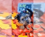 Small Photo #46 Yorkshire Terrier Puppy For Sale in AKRON, OH, USA