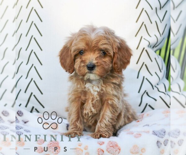 Medium Photo #1 Cavapoo (Miniature) Puppy For Sale in ELIZABETHTOWN, PA, USA