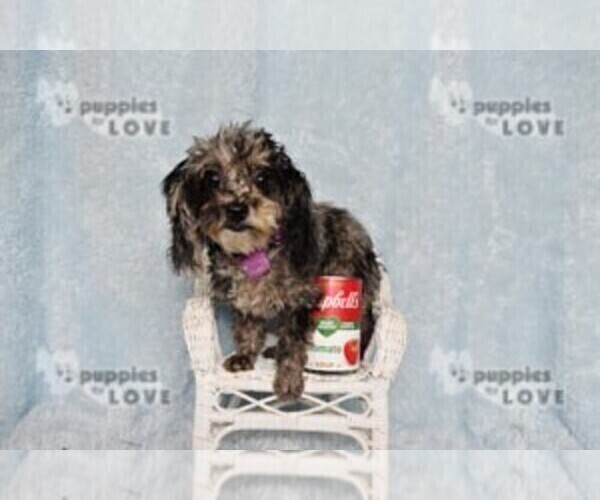 Medium Photo #5 Poodle (Toy) Puppy For Sale in SANGER, TX, USA