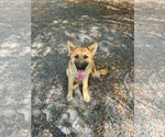 Small #2 German Shepherd Dog Mix