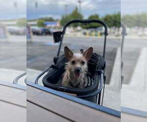 Chihuahua-Unknown Mix Dogs for adoption in Visalia, CA, USA