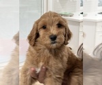 Puppy 5 Labradoodle