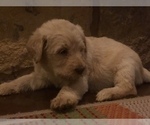 Small Photo #11 Labradoodle Puppy For Sale in JARRELL, TX, USA