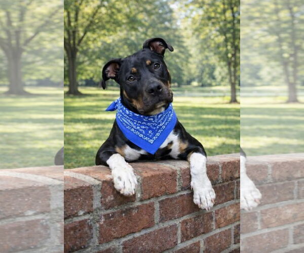Medium Photo #7 Rat Terrier-Unknown Mix Puppy For Sale in Euless, TX, USA