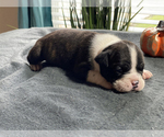 Small Photo #3 Olde English Bulldogge Puppy For Sale in OVERLAND, KS, USA