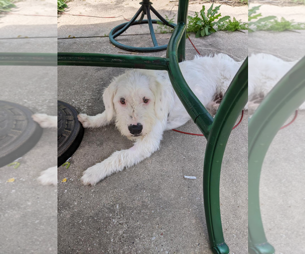 Medium Photo #8 Mutt Puppy For Sale in Grafton, WI, USA