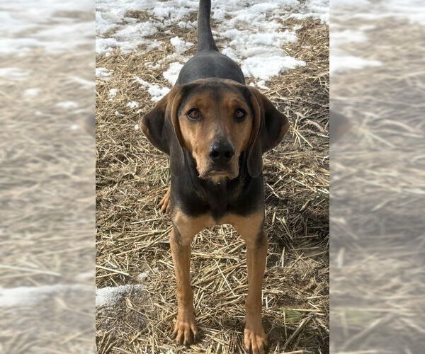 Medium Photo #2 Mutt Puppy For Sale in Evansville, IN, USA