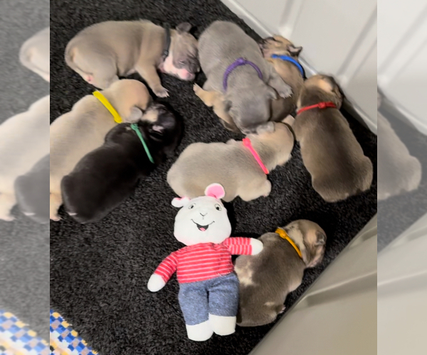 Medium Photo #1 French Bulldog Puppy For Sale in WALDORF, MD, USA