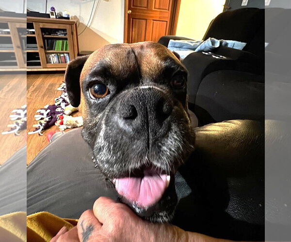 Medium Photo #2 Boxer Puppy For Sale in Stanwood, WA, USA