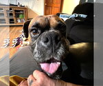 Small #1 Boxer