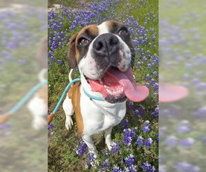 Boxer Dogs for adoption in Salinas, CA, USA