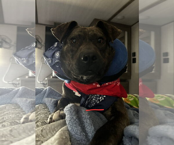 Medium Photo #2 American Pit Bull Terrier-Unknown Mix Puppy For Sale in Albemarle, NC, USA