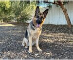 Small Photo #2 German Shepherd Dog Puppy For Sale in San Diego, CA, USA