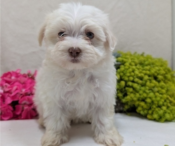 Medium Photo #12 Havanese Puppy For Sale in GOSHEN, IN, USA