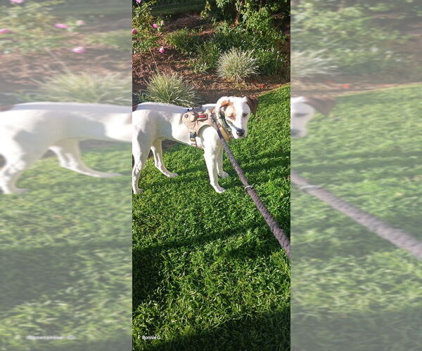 Medium Photo #2 American Pit Bull Terrier-Jack Russell Terrier Mix Puppy For Sale in Dana Point, CA, USA