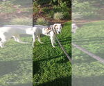 Small #1 American Pit Bull Terrier-Jack Russell Terrier Mix