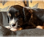 Image preview for Ad Listing. Nickname: Max