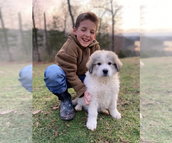 Medium Photo #5 Great Pyrenees Puppy For Sale in KIRBYVILLE, MO, USA