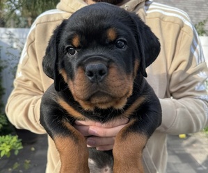 Rottweiler Puppy for sale in NORTHRIDGE, CA, USA
