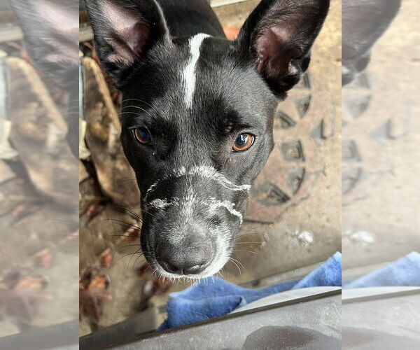 Medium Photo #10 American Pit Bull Terrier-Border Collie Mix Puppy For Sale in Oak Bluffs, MA, USA