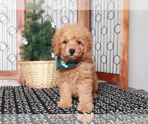 Goldendoodle (Miniature) Puppy for sale in NAPLES, FL, USA