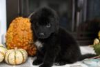Small Photo #16 German Shepherd Dog Puppy For Sale in REDFIELD, AR, USA