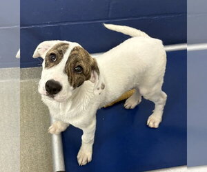 Mutt Dogs for adoption in Sterling, MA, USA