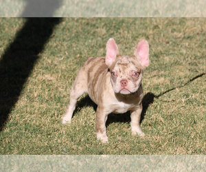 French Bulldog Puppy for sale in CHANDLER, AZ, USA