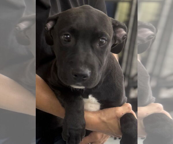 Medium Photo #3 Mutt Puppy For Sale in Royal Palm Beach, FL, USA