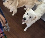 Small #7 Great Pyrenees