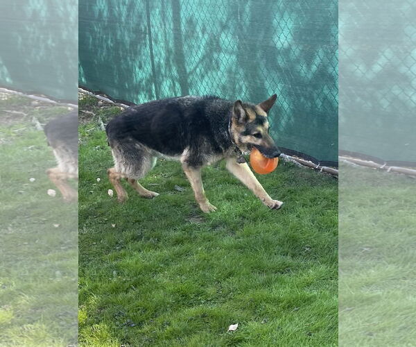 Medium Photo #8 German Shepherd Dog Puppy For Sale in Millburn, NJ, USA