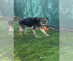 Small #7 German Shepherd Dog