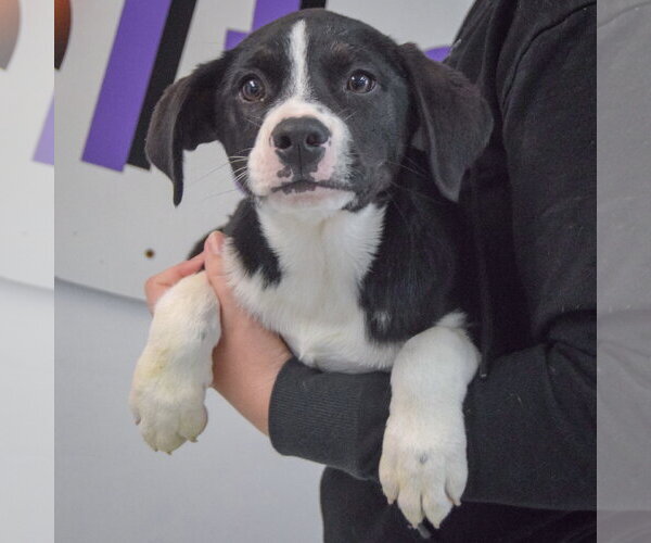 Medium Photo #3 Border Collie-Unknown Mix Puppy For Sale in Huntley, IL, USA