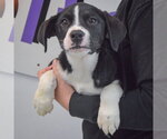 Small #2 Border Collie Mix