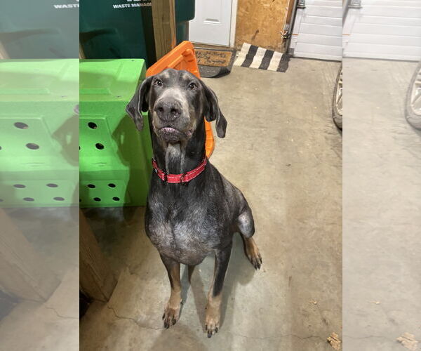 Medium Photo #12 Doberman Pinscher Puppy For Sale in Minneaoplis, MN, USA