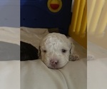 Small Photo #23 Poodle (Toy) Puppy For Sale in MURRIETA, CA, USA
